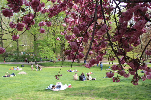 Flores de mayo en NYC