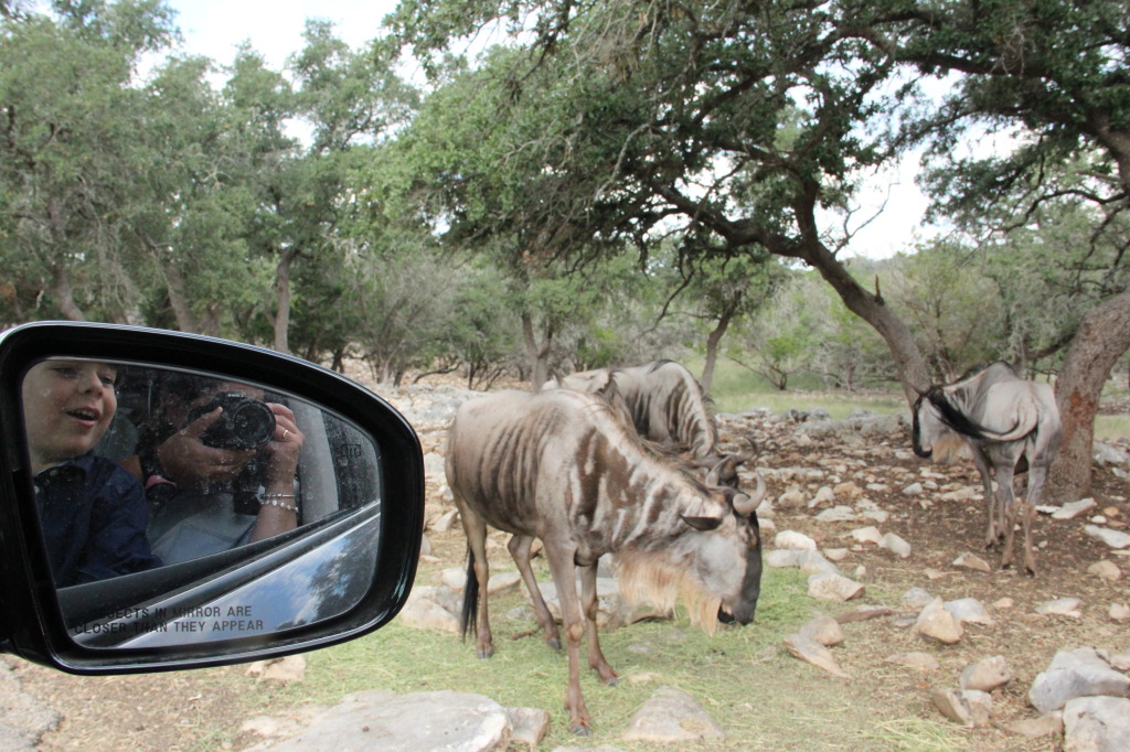 Safari en Texas