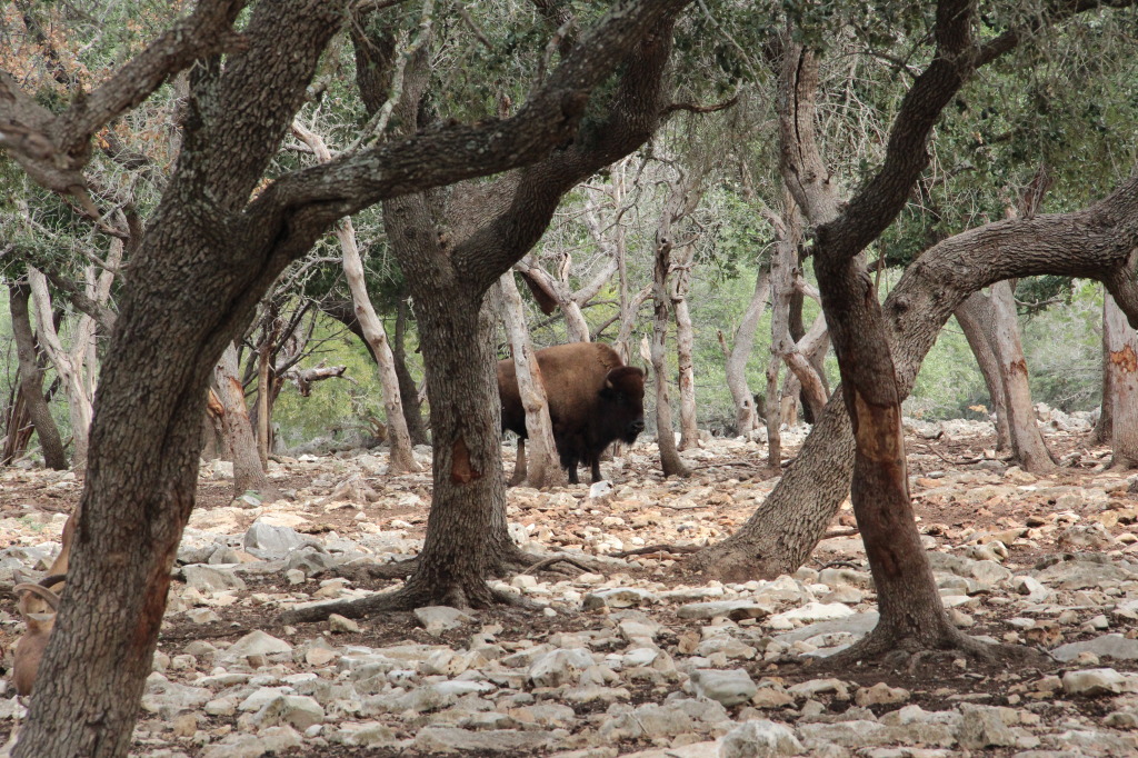 Safari en Texas