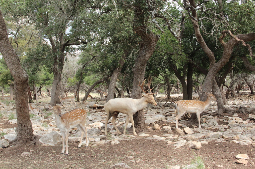 Safari en Texas