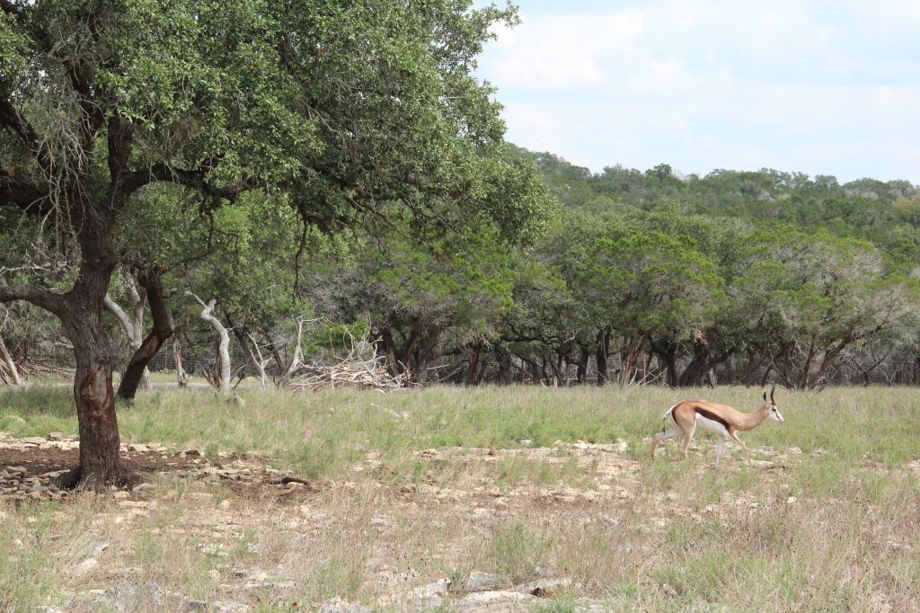 Safari en Texas