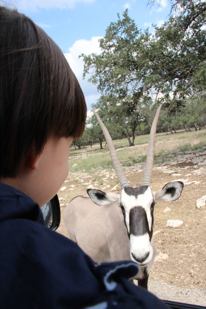 Safari en Texas