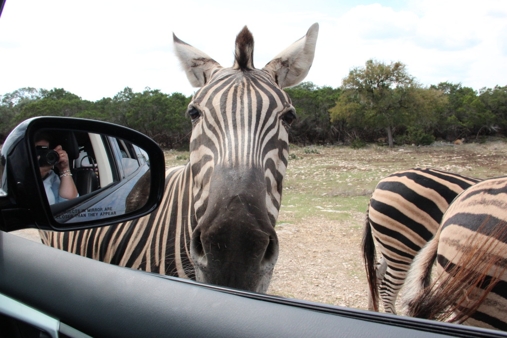 Safari en Texas