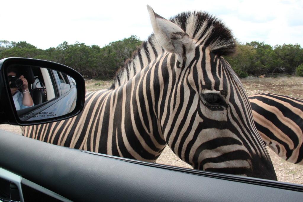 Safari en Texas