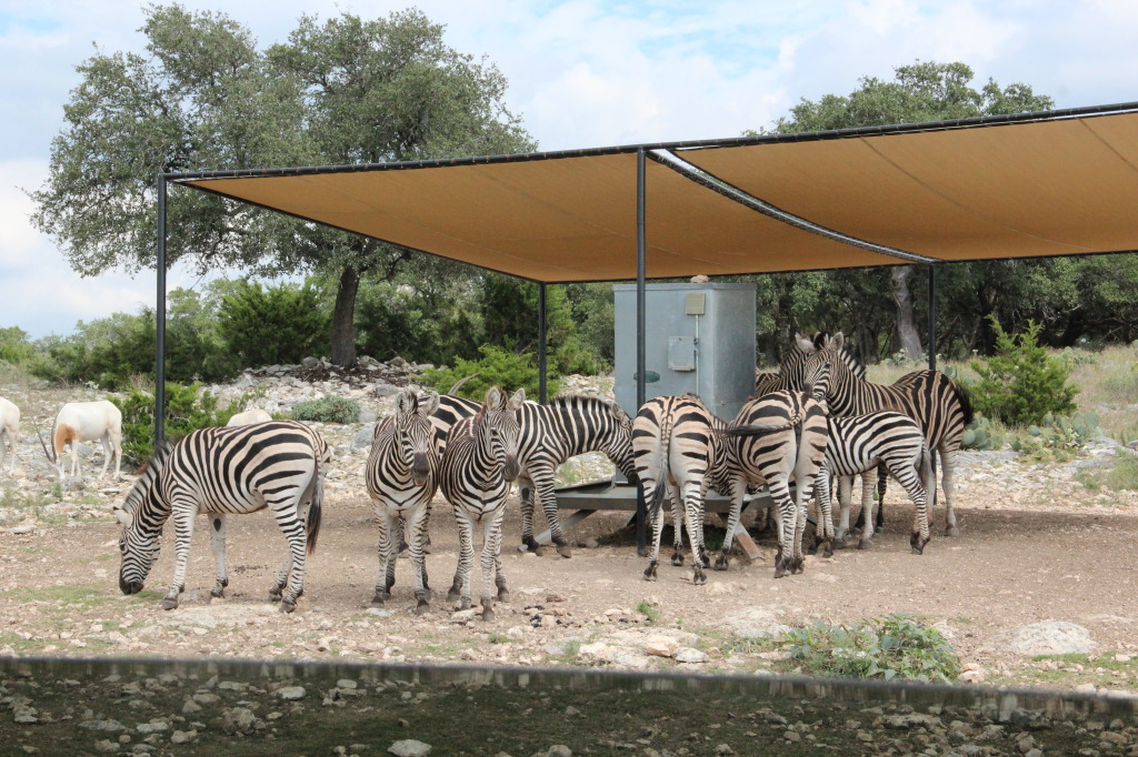 Safari en Texas